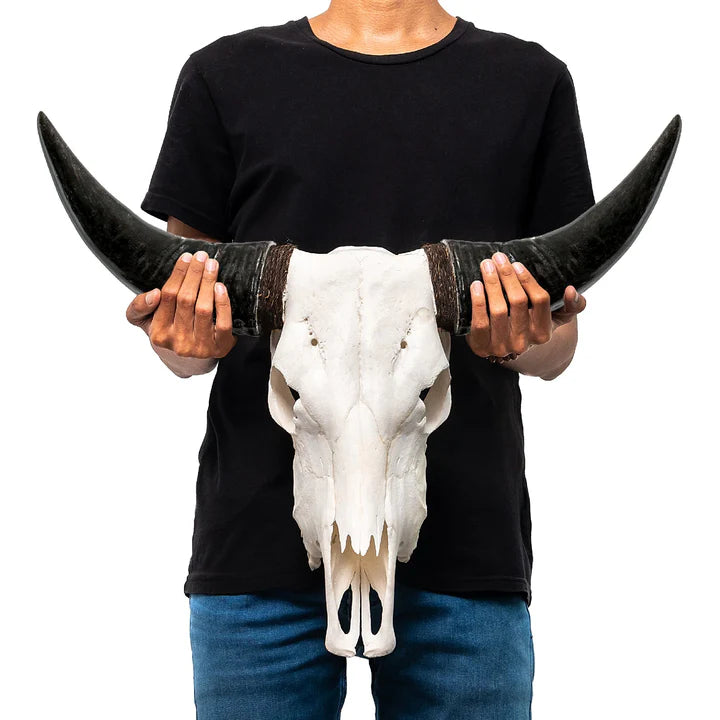 Mountain Guardian Yak Skull Wall Hanging Sculpture