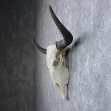 Load image into Gallery viewer, Mountain Guardian Yak Skull Wall Hanging Sculpture - Alchemy of Decor
