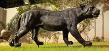 Load image into Gallery viewer, Wild Black Panther Art Sculpture - Alchemy of Decor
