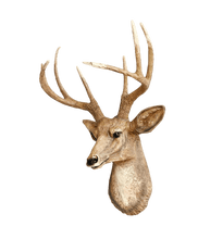 Load image into Gallery viewer, Wild Beauty Deer Wall Mount - Alchemy of Decor
